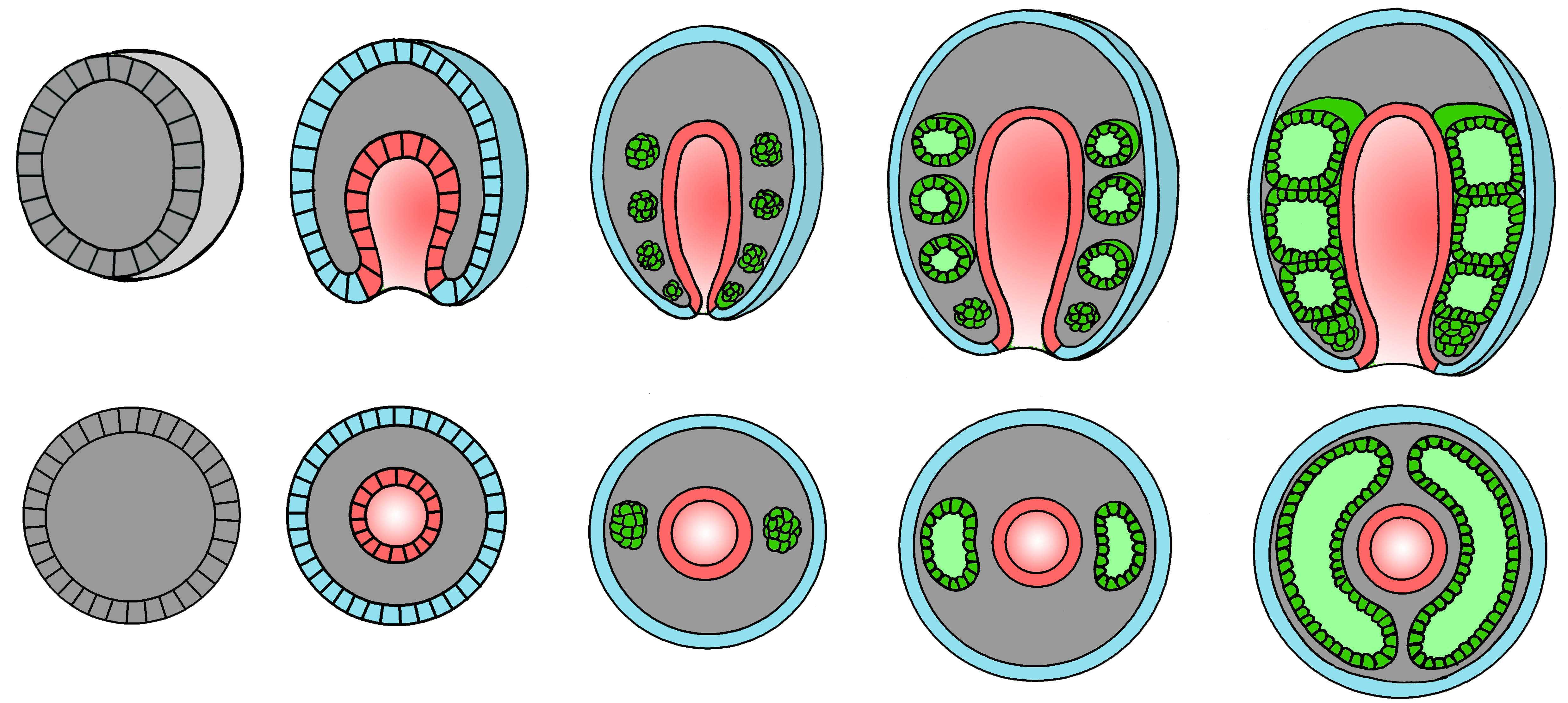 развитие целома у кольчатых червей