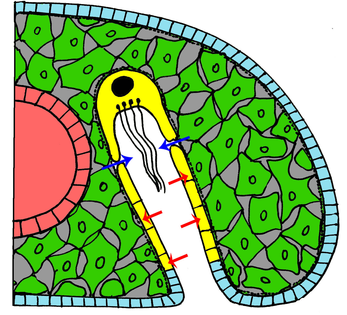 строение и работа протонефридия