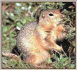 длиннохвостый суслик