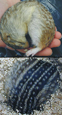 спящие животные сворачиваются клубком