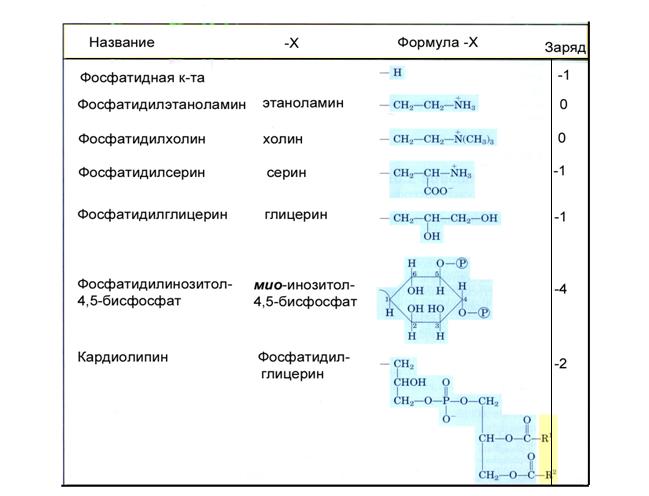 гликофосфолипилы