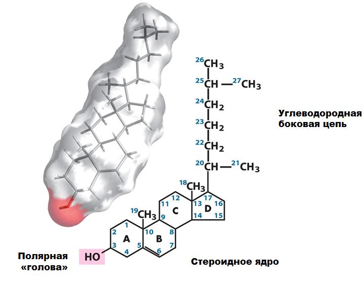 холестерин