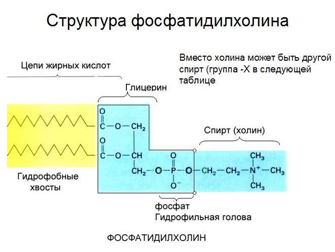 фосфатидилхолин
