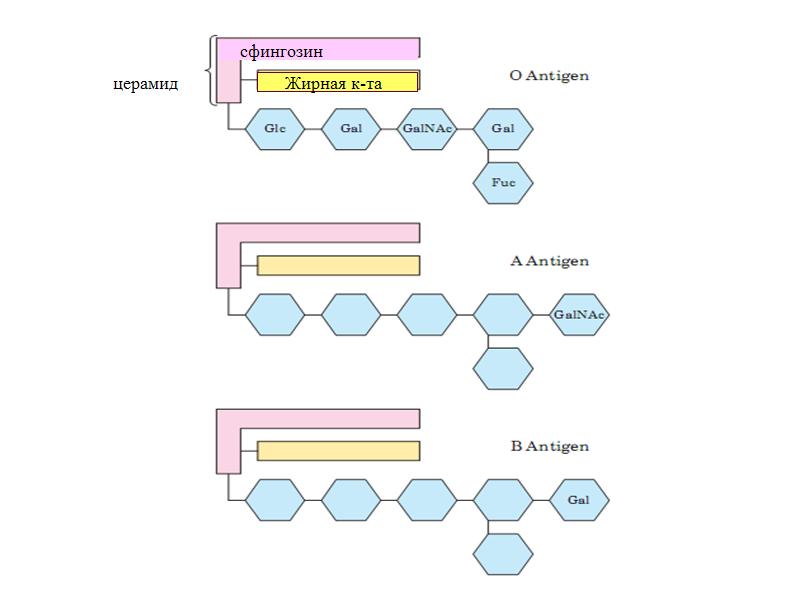 антигены групп крови