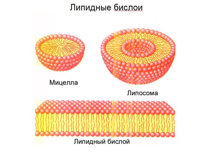 липидные бислои