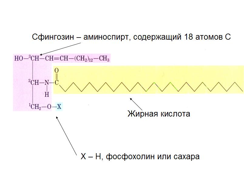 сфинголипид
