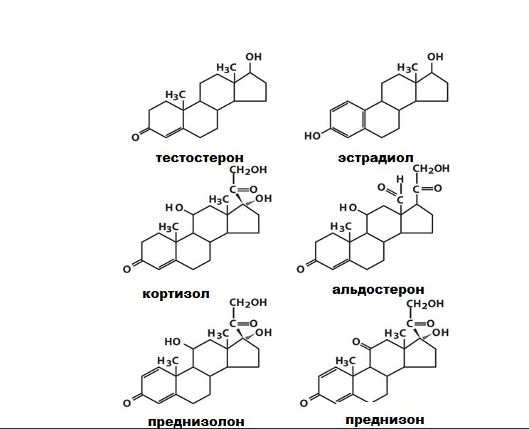 стероидные гормоны