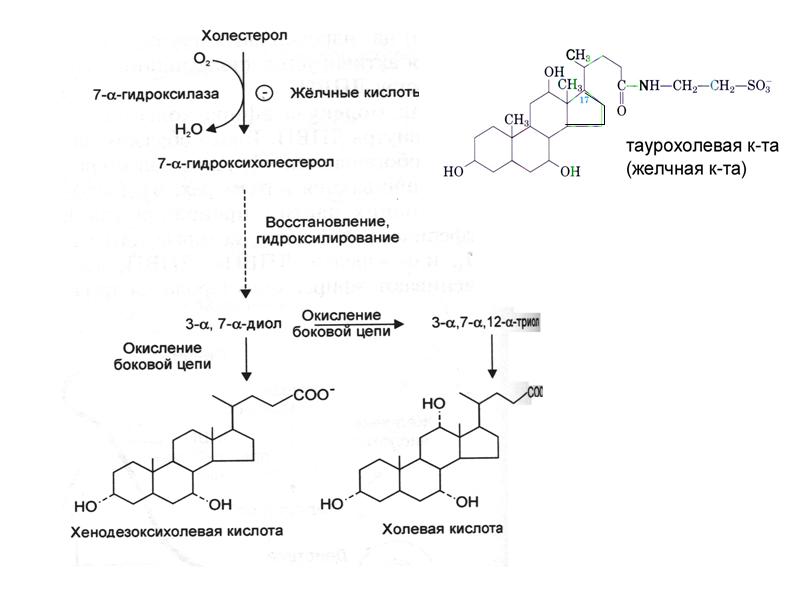 желчные кислоты